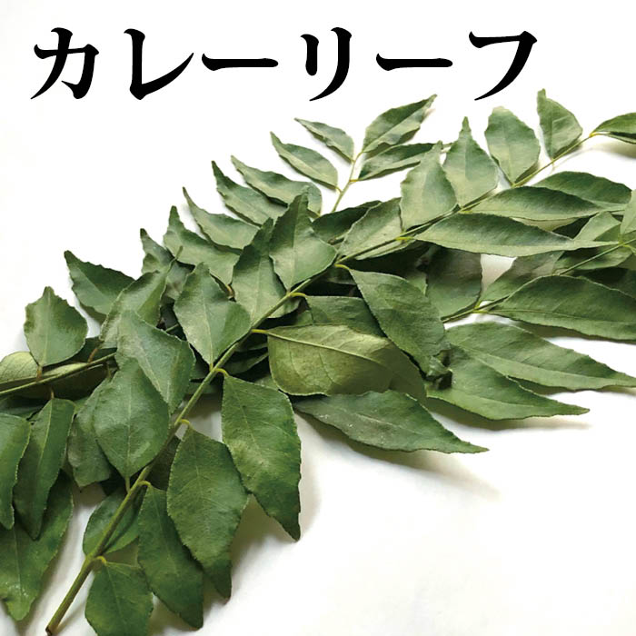 楽天市場】カレーリーフ 1PAC（10枚入）【＊毎週月曜入荷のため、木曜