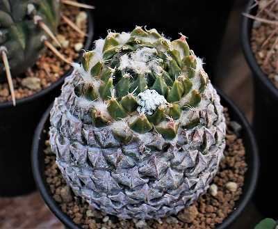 ペレスキア・銀牡丹ほか | ☆ガマンマの ニク・サボ栽培☆ - 楽天ブログ